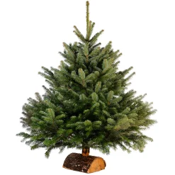 Sapin de Noël naturel Nordmann 175 cm