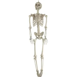 Squelette taille humaine